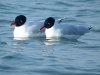 Mediterranean Gull at Westcliff Seafront (Steve Arlow) (68359 bytes)